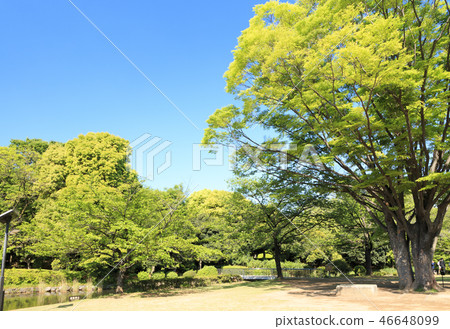 Kitanomaru Park 46648099