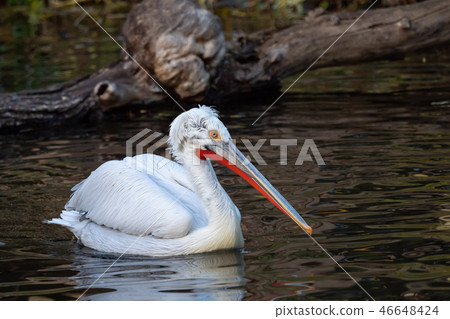 Dalmatian pelican floating on water 46648424