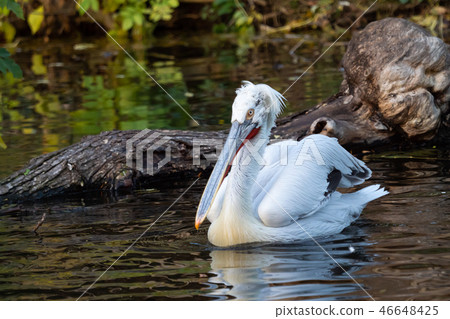 Dalmatian pelican floating on water  46648425