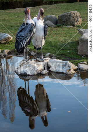 Marabou Stork (Leptoptilos crumeniferus) Marabou Stork (Leptoptilos crumeniferus) 46648426