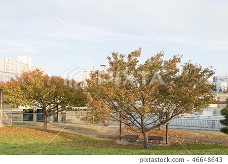 大森家鄉海灘公園 46648643