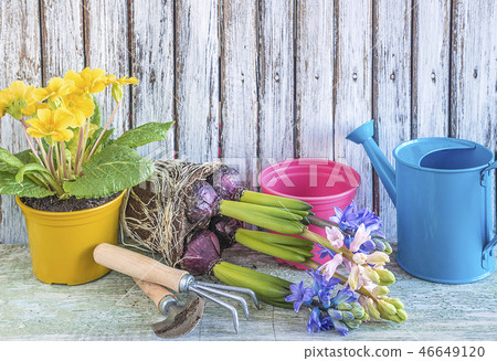 Spring gardening concept Spring gardening concept 46649120