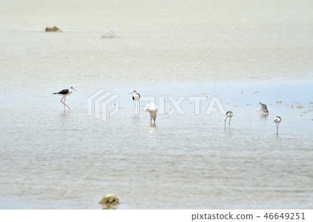 宮古島/野生鳥類的潮汐 46649251