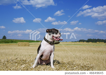dog breed Boston Terrier in Sunny weather  46649645
