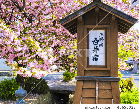 Yaoi Sakura of Shirai Yado 46650023