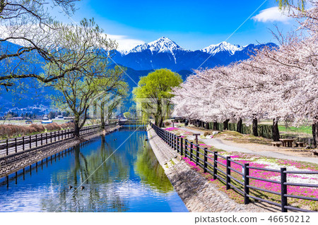 春天的Azumino盛開的櫻花[長野縣] 46650212