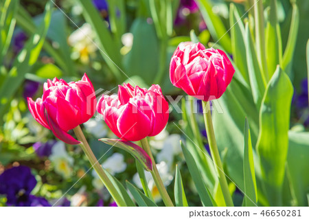 Tulip Tulip 46650281