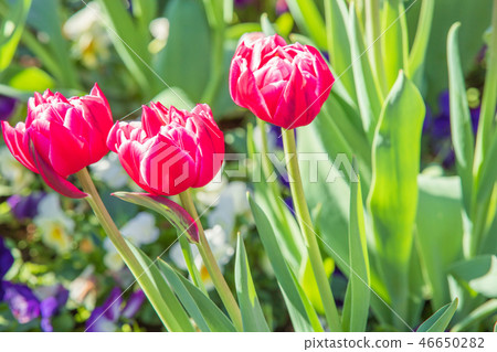 Tulip Tulip 46650282