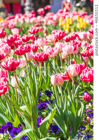 Tulip Tulip 46650313