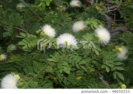 Kari Andora·Haematakekefara Kari Andora·Haematakekefara 46650333