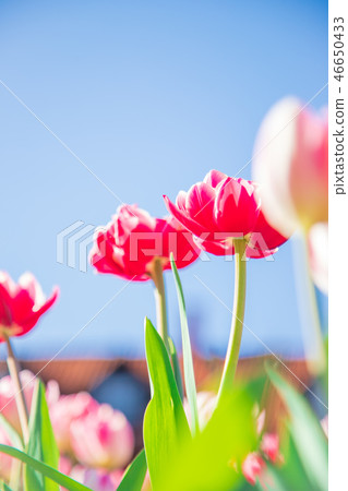 Tulip 46650433