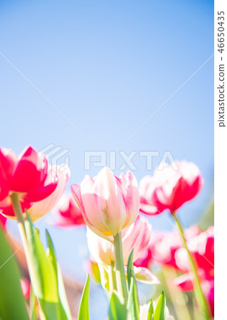 Tulip 46650435