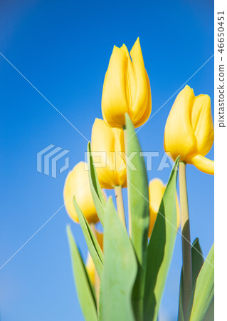Tulip Tulip 46650451