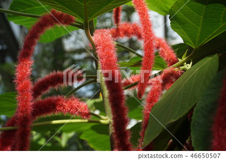 Benihimonoki 46650507