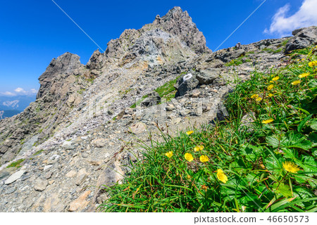 矛頭和高山植物 矛頭和高山植物 46650573