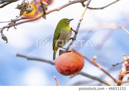 Cute whitetail Cute whitetail 46651152