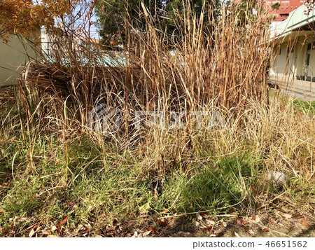 小學冬天群落生境 46651562