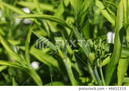 Dianthus white flower blossom bud 46652319