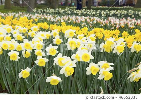 Keukenhof park Narcissus flower field Keukenhof park Narcissus flower field 46652333