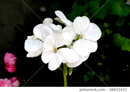 White geranium blooming in Mitaka Nakahara White geranium blooming in Mitaka Nakahara 46652432