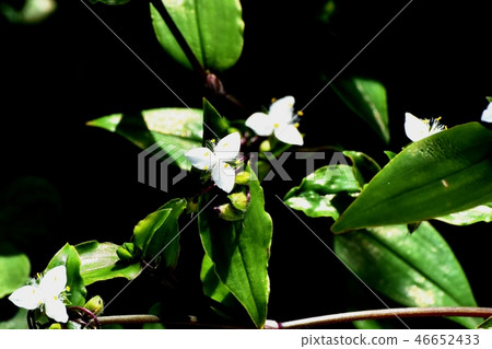 A white firefly that blooms in Mitaka Nakahara A white firefly that blooms in Mitaka Nakahara 46652433