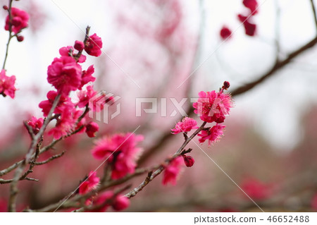 花紅色花 花紅色花 46652488