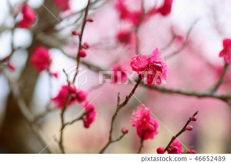 花紅色花 46652489