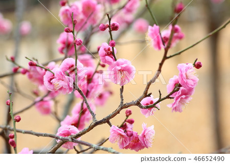 Pink plum blossoms Pink plum blossoms 46652490