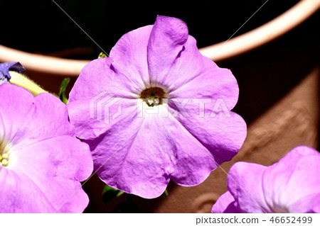 在三鷹中原開花的紫色矮牽牛 46652499