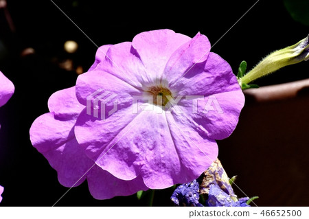 在三鷹中原開花的紫色矮牽牛 46652500