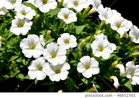 非洲bollflower盛開在三鷹中原(Calibra核心) 非洲bollflower盛開在三鷹中原(Calibra核心) 46652501