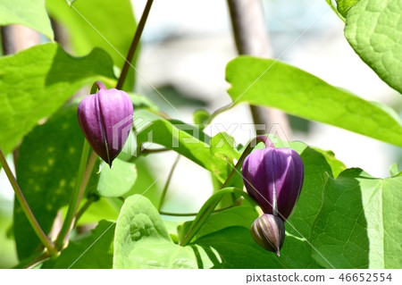 A flower of a Hanshaw flower that blooms in Mitaka Nakahara 46652554
