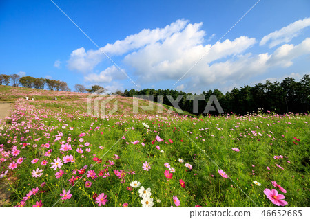  Cosmos field 46652685