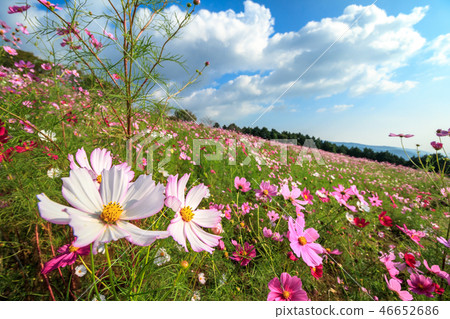 Cosmos field autumn image Cosmos field autumn image 46652686