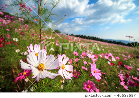 Cosmos field autumn image Cosmos field autumn image 46652687