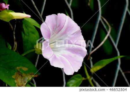 A light purple azalea convolvulus blooming in Mitaka Nakahara 46652804