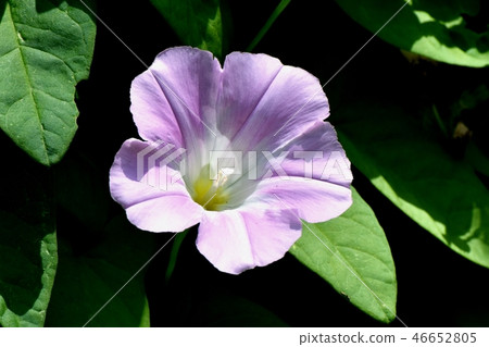 開花在三鷹中原的淺紫色的杜娟花旋花植物 開花在三鷹中原的淺紫色的杜娟花旋花植物 46652805