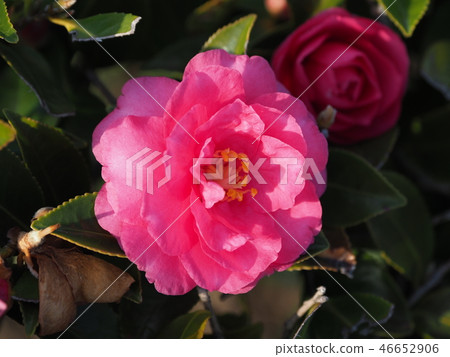 Sasanqua (mountain flower) natural texture Sasanqua (mountain flower) natural texture 46652906