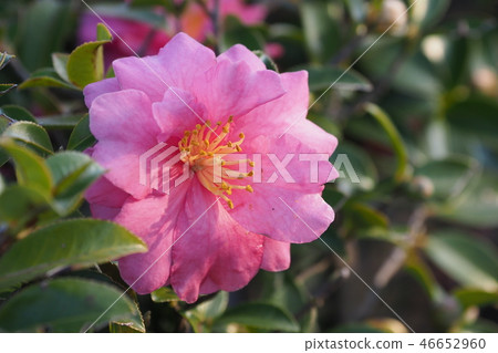 Sasanqua (mountain flower) natural texture 46652960
