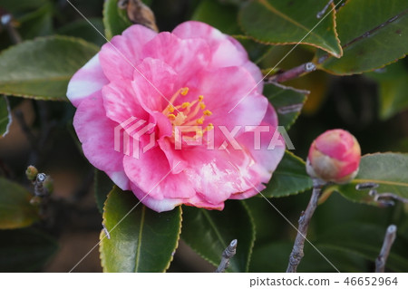Sasanqua（山花）自然紋理 46652964