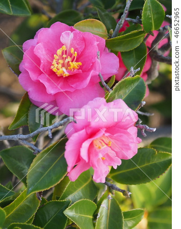 Sasanqua（山花）自然紋理 46652965