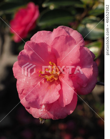 Sasanqua（山花）自然紋理 46652982