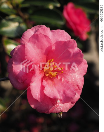 Sasanqua (mountain flower) natural texture Sasanqua (mountain flower) natural texture 46652983