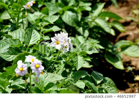 Potato flower blooming in Mitaka Nakahara 46652997