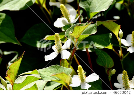 開花在三鷹中原的Dokudami花 46653042