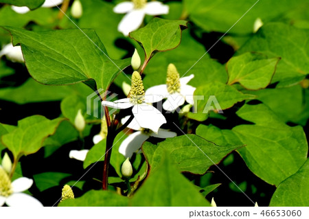 Dokudami flower blooming in Mitaka Nakahara 46653060