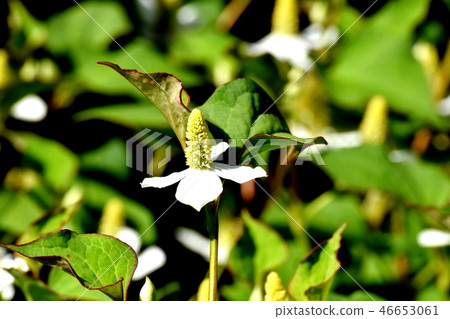 Dokudami flower blooming in Mitaka Nakahara Dokudami flower blooming in Mitaka Nakahara 46653061