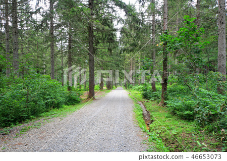 Kagamine plateau German spruce forest Kagamine plateau German spruce forest 46653073