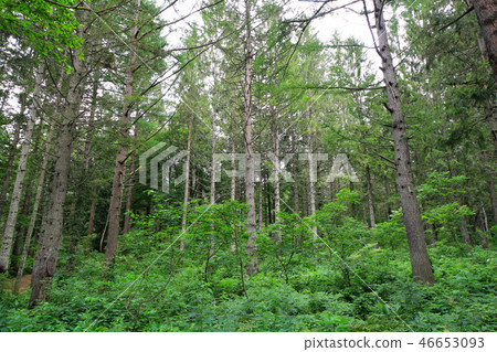 Kagamine plateau German spruce forest 46653093