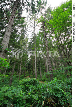 Kagamine plateau German spruce forest 46653098